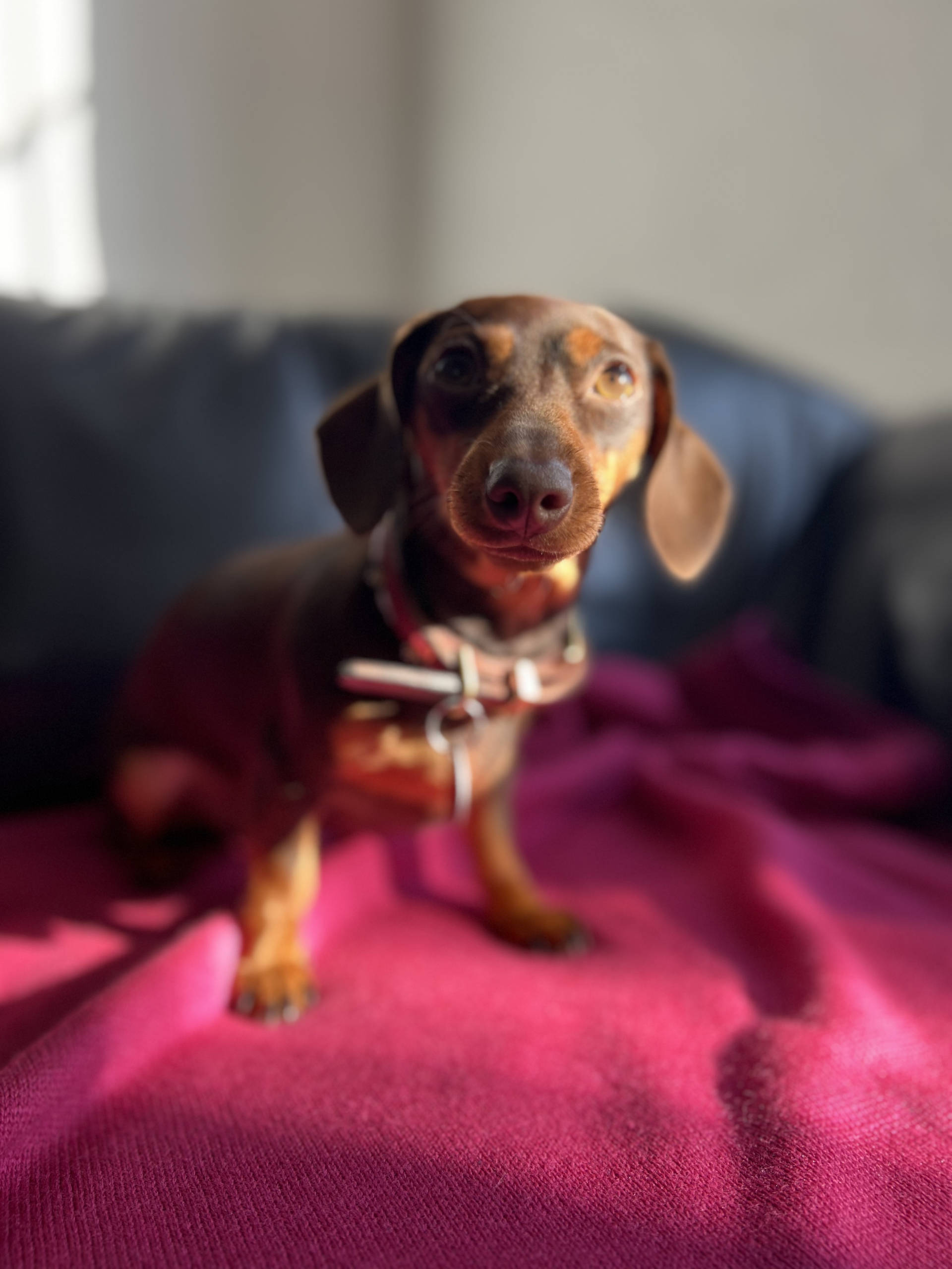 FRITZI